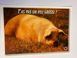 Carte postale - cochon "T'as pas un peu grossi?"
