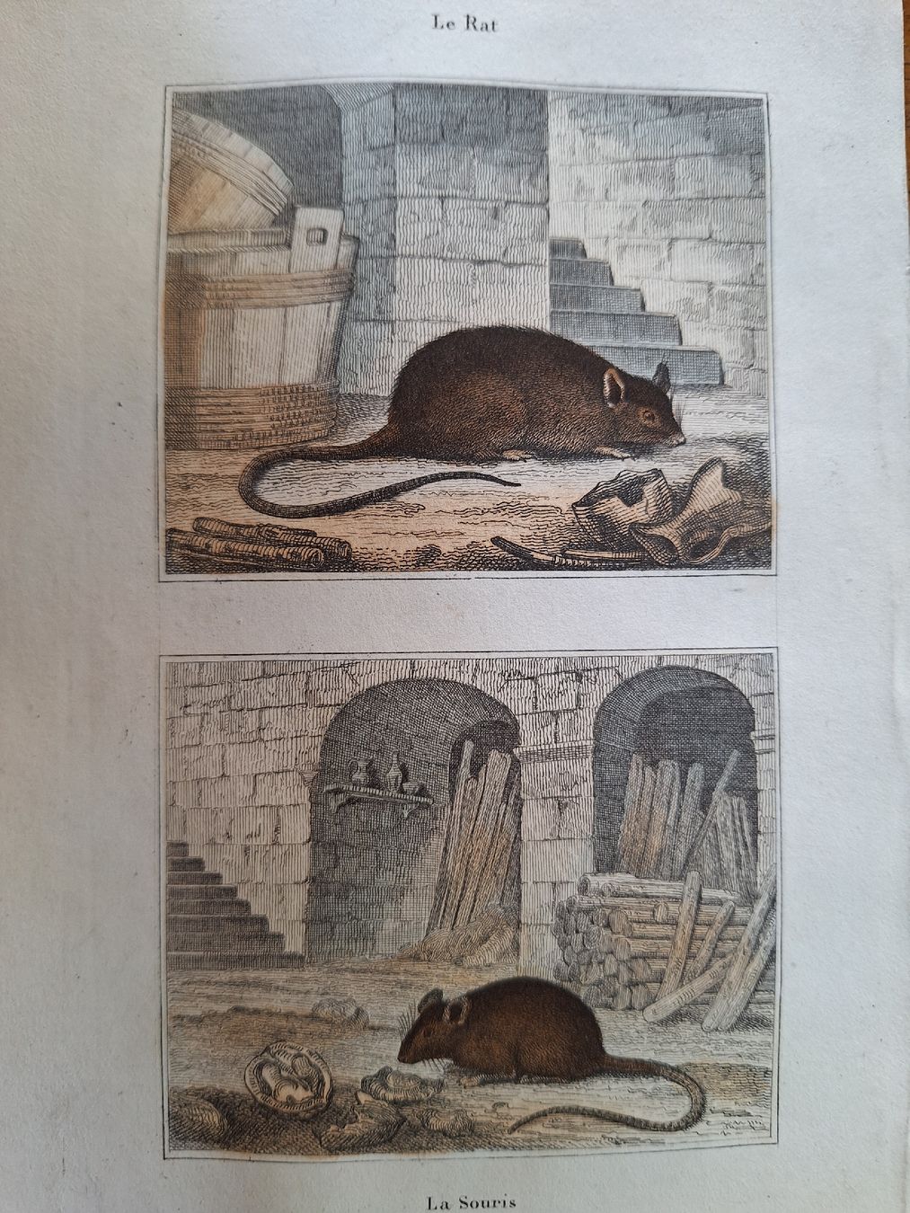 Incisioni: LA SOURIS. LE RAT – Usato da Bevaix venduto da bohrap 1