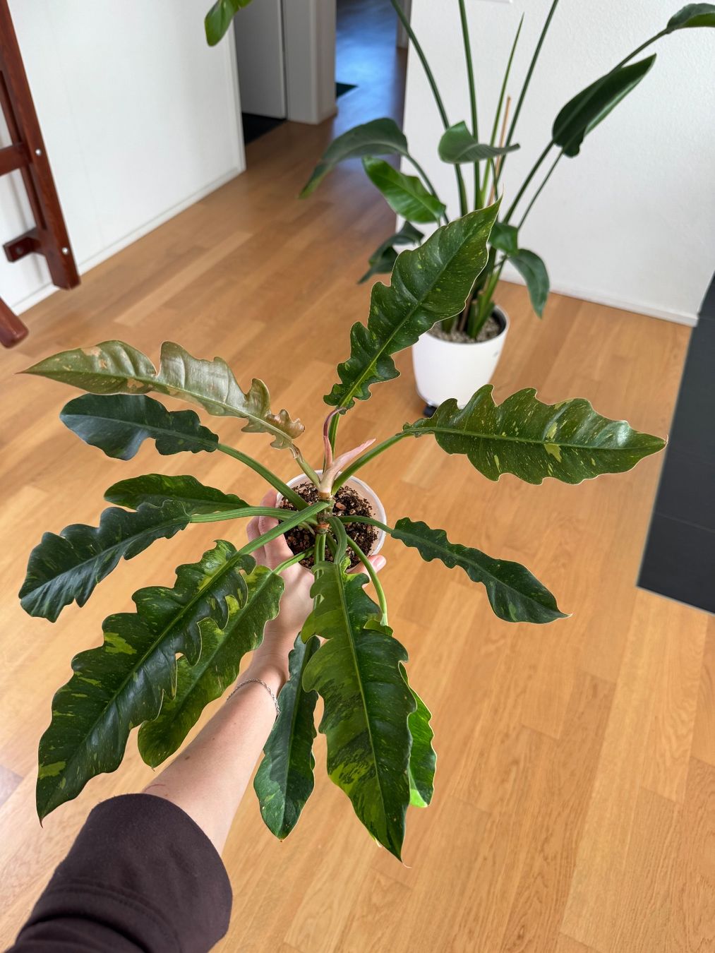Pflanzen & Samen: Philodendron Ring of Fire – Gebraucht aus Goldau von b4mxshk