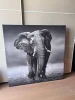 Grosses Elefanten-Leinwandbild, 100 × 100 cm