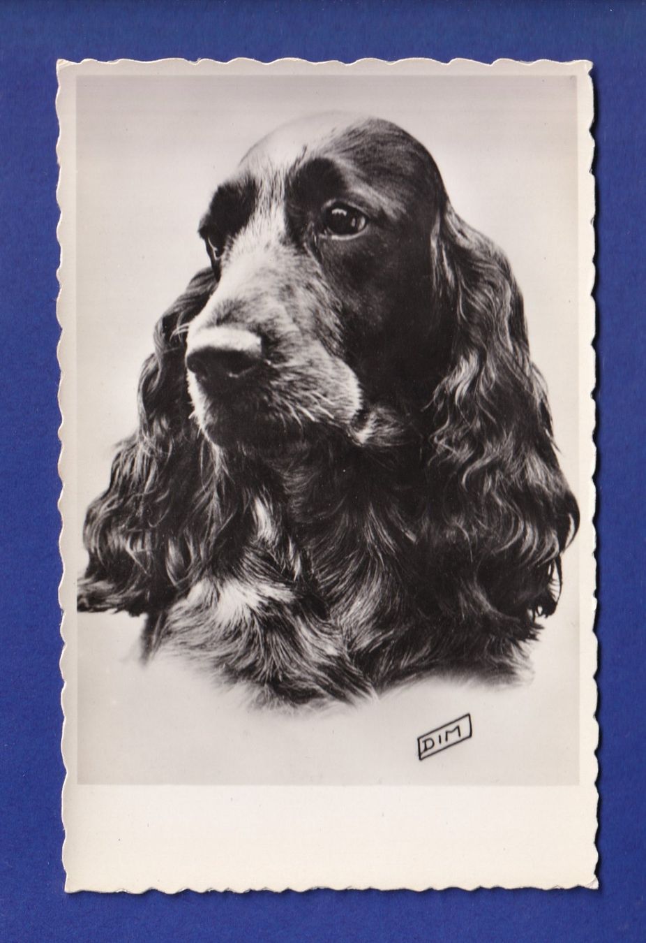 Cartoline postali: CHIEN - Cocker – Usato da Pully venduto da nicecards-shop