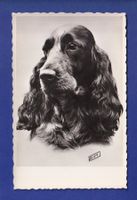 CHIEN - Cocker