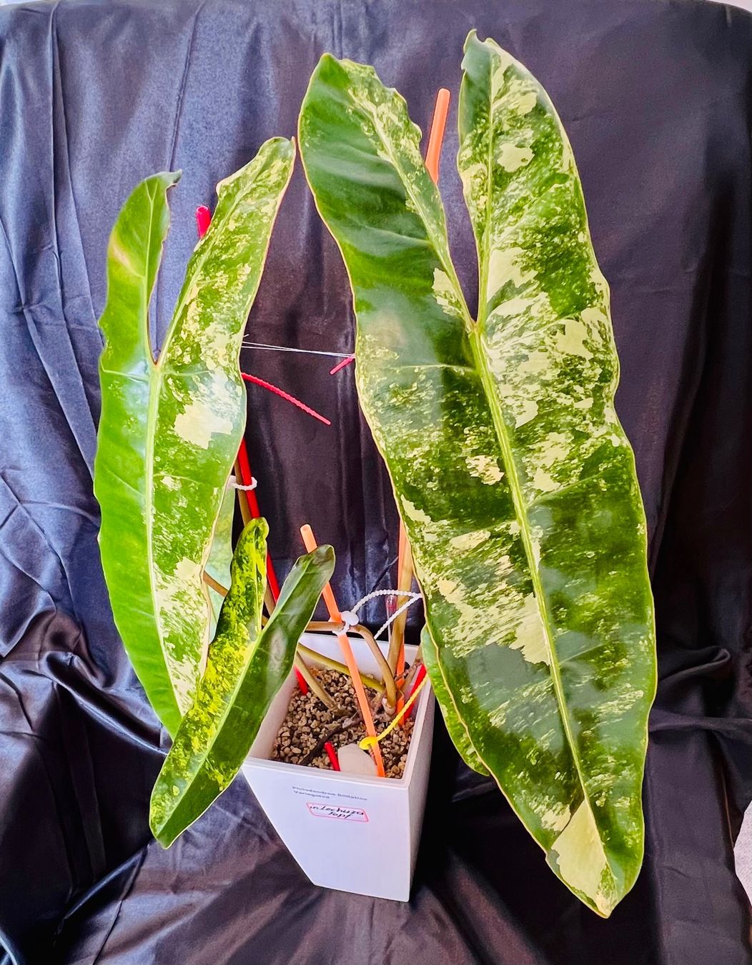 Piante & sementi: Philodendron Billietiae variegated – Usato da Zofingen venduto da Erfolg1957 1