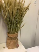 Triticale getrocknet Getreide f. Dekorationen "Trockenblume"