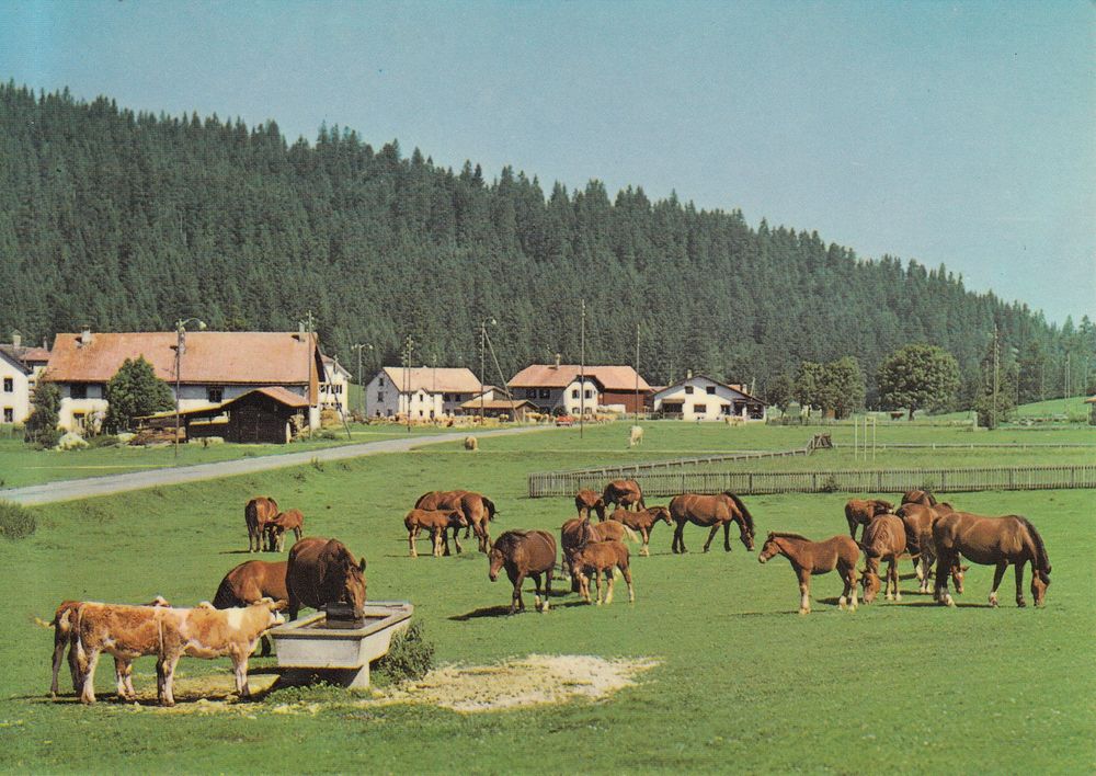 FranchesMontagnes ca. 1980 Kaufen auf Ricardo