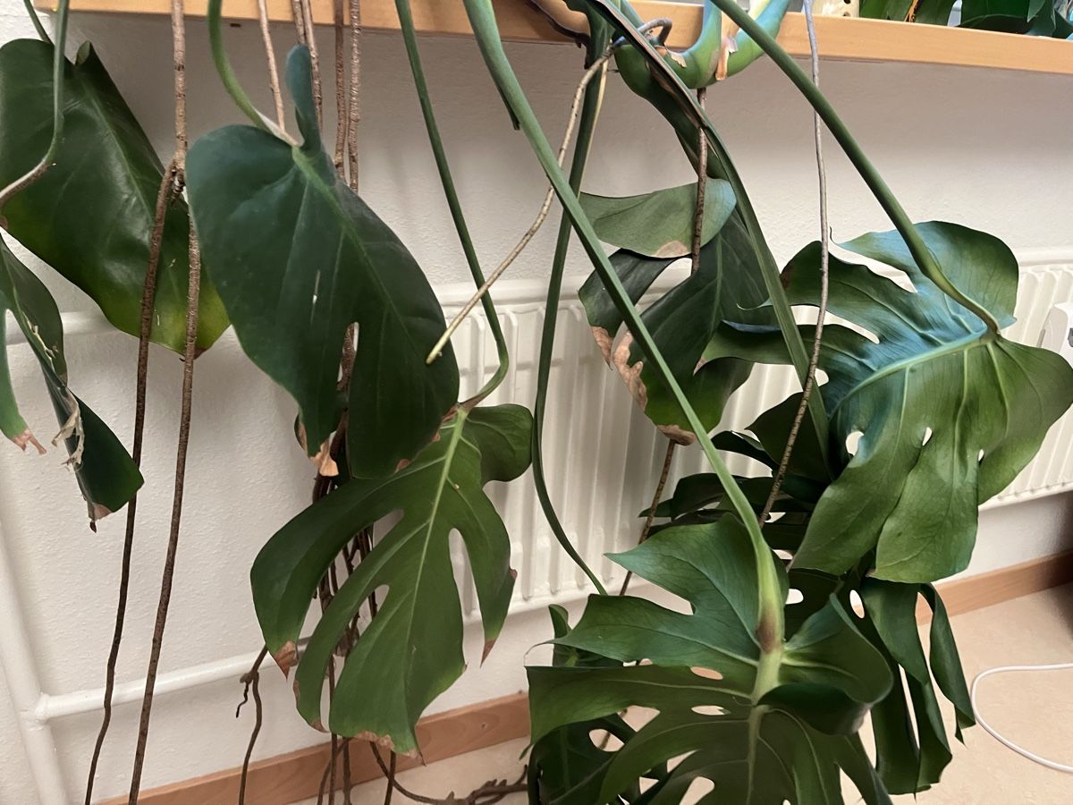 Plantes & graines: Monstera Pflanze – D'occasion à Zürich par ju1ian 3