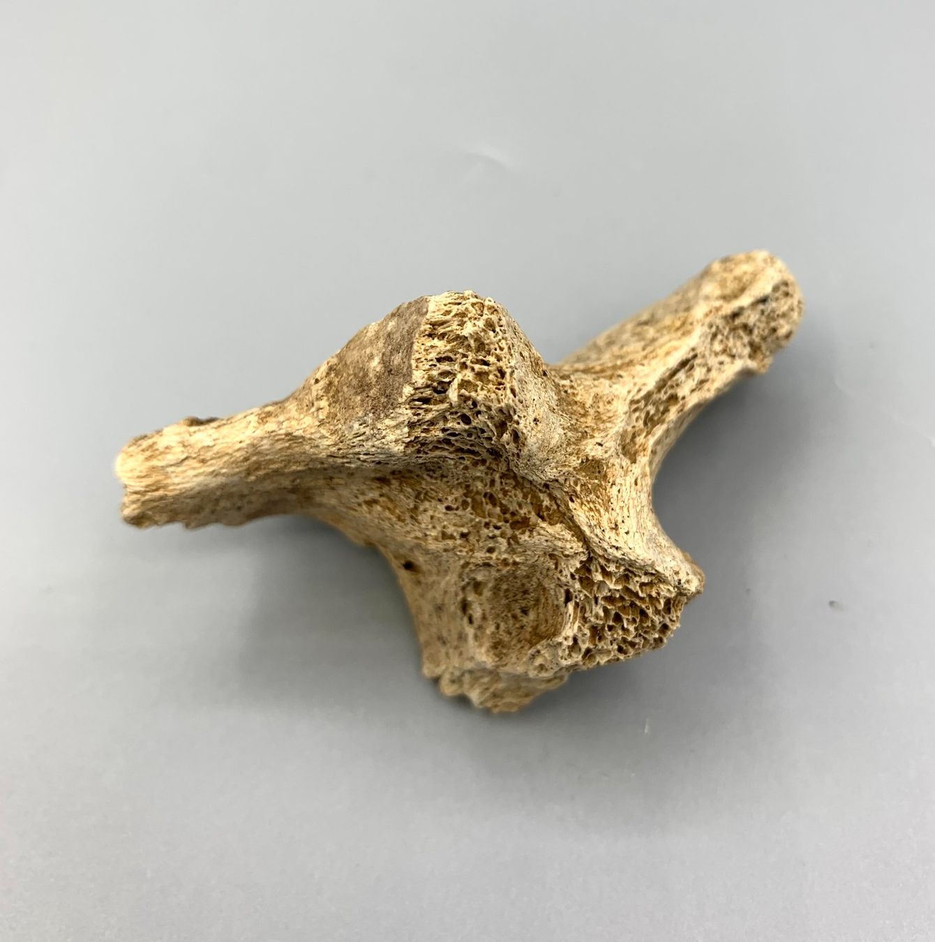 Fossili: Höhlenbär - Wirbelknochen - Original - Eiszeit – Nuovo (secondo la descrizione) da Samstagern venduto da Spliti 2