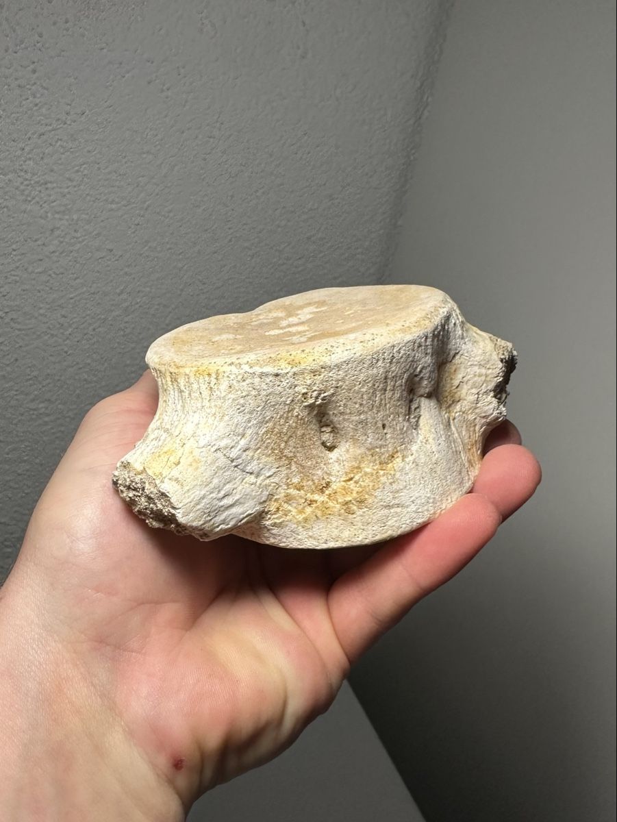 Fossili: Grosser fossiler Plesiosaurus Wirbelknochen – Usato da Lutzenberg venduto da CS65 4