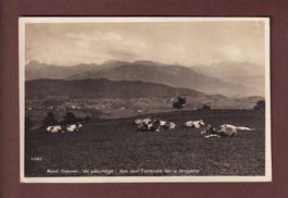 MONT PELERIN - Pâturage - Vaches - 1925