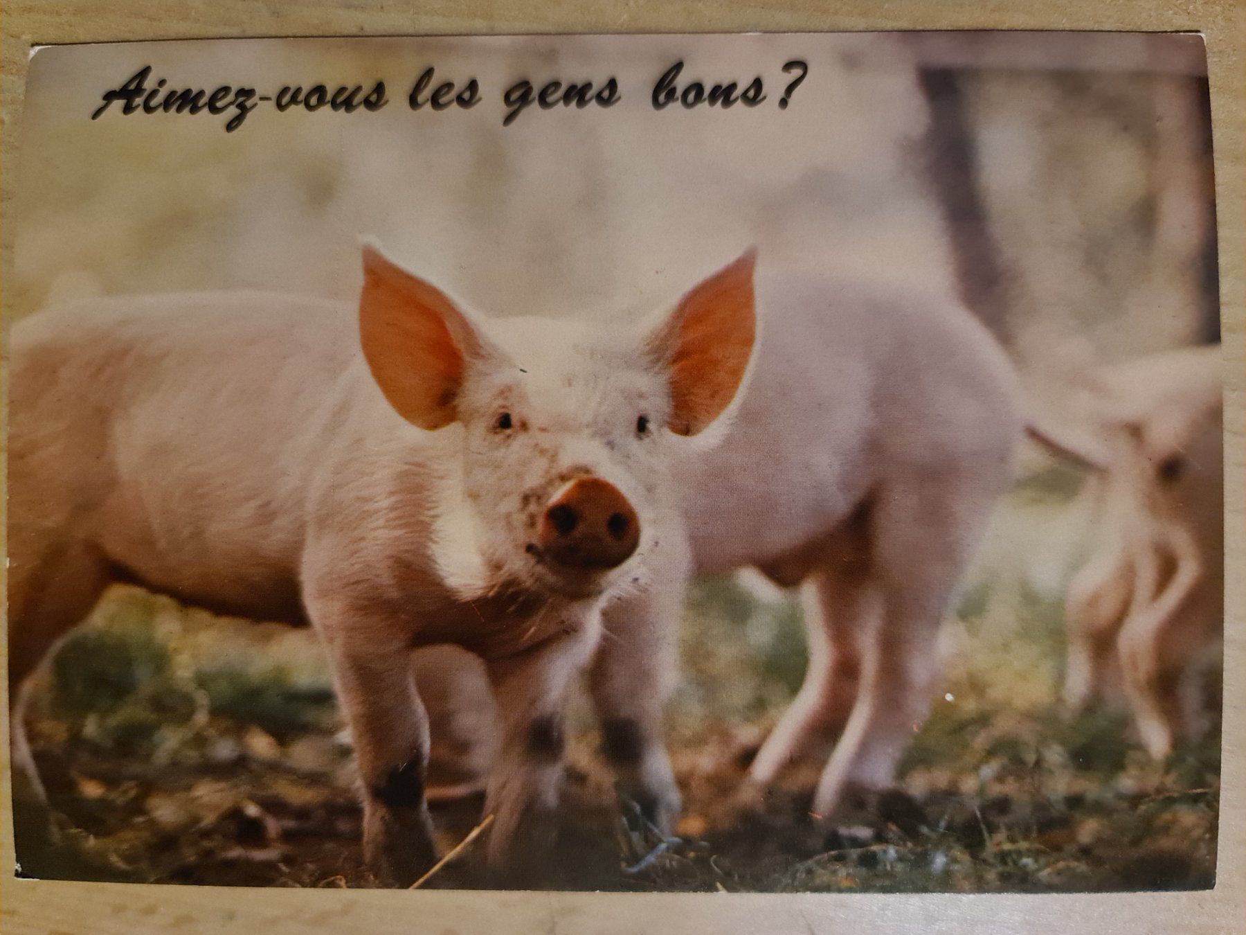 Ansichtskarten: Ansichtskarte Schweine – Neu (gemäss Beschreibung) aus Dintikon von Vexi