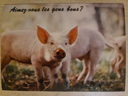 Ansichtskarte Schweine