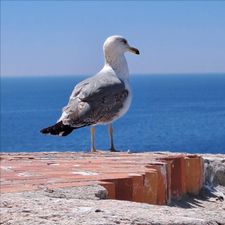 Profile image of tschipsi86