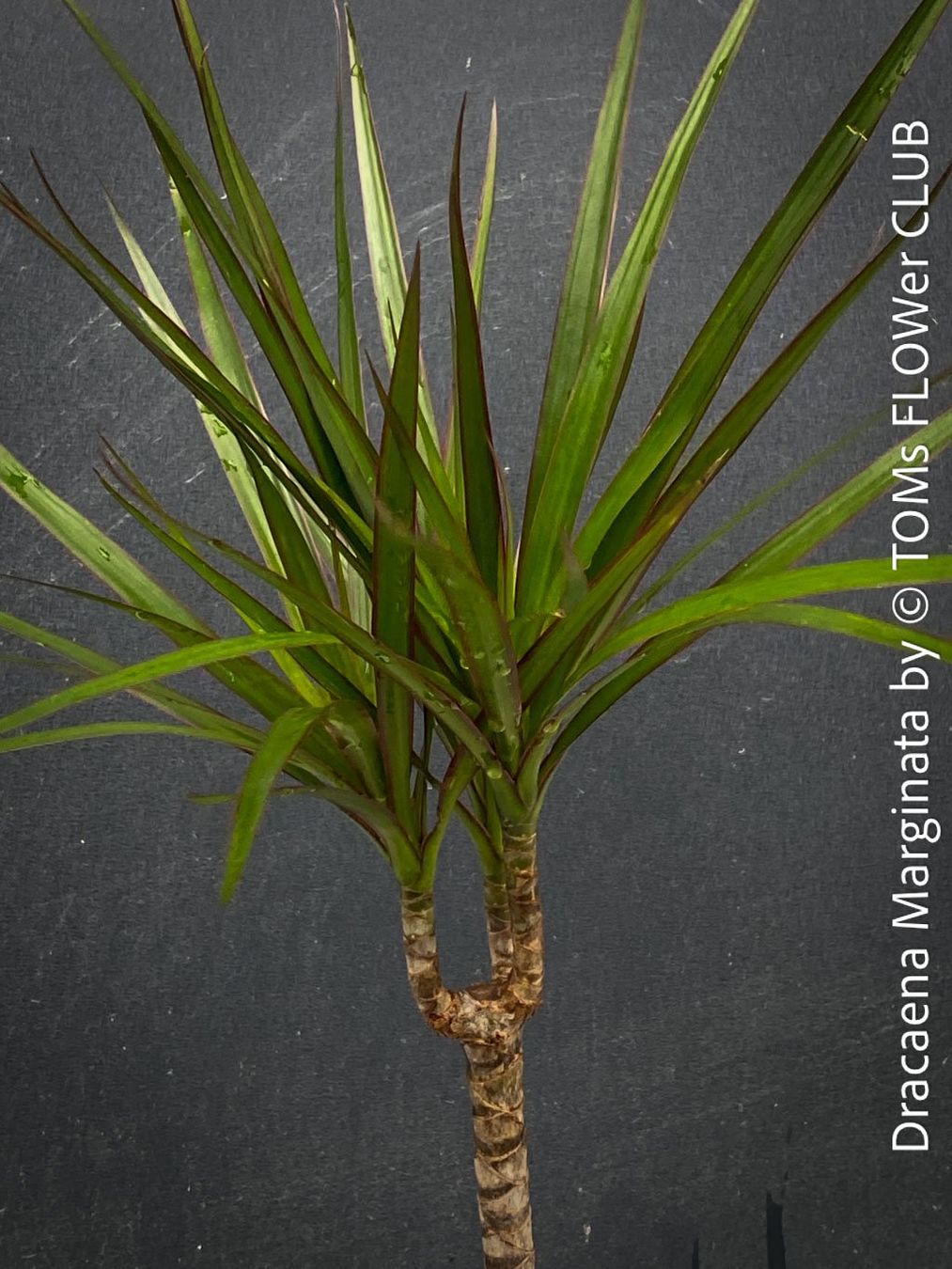 Piante & sementi: Dracaena Marginata - das elegante Drachenbaum - Bäumchen – Nuovo e nell'imballaggio originale da Adliswil venduto da astom369 1