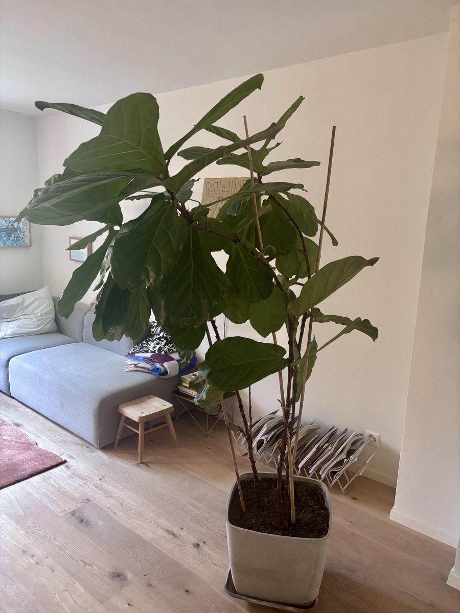 Plantes & graines: grosse Geigenfeige – D'occasion à Zürich par Jokkmokk09 2