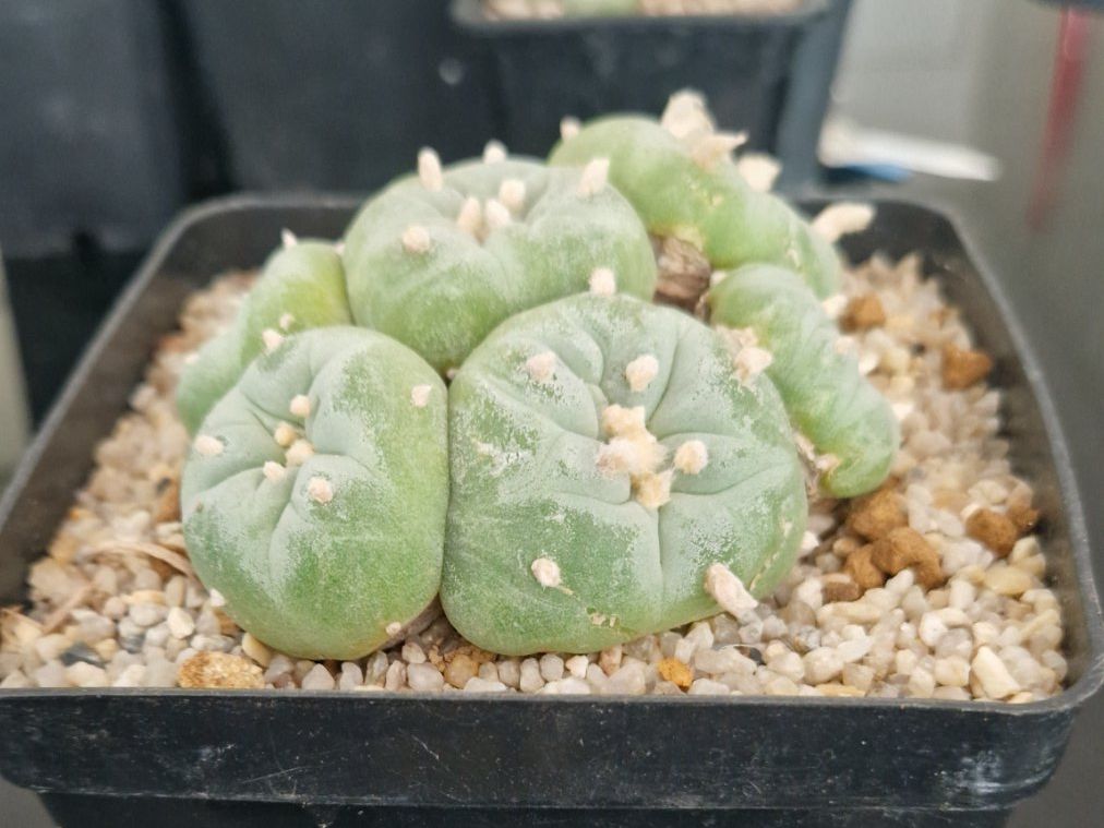 Plantes & graines: Lophophora Fricii – D'occasion à Zürich par LophiMaster 1
