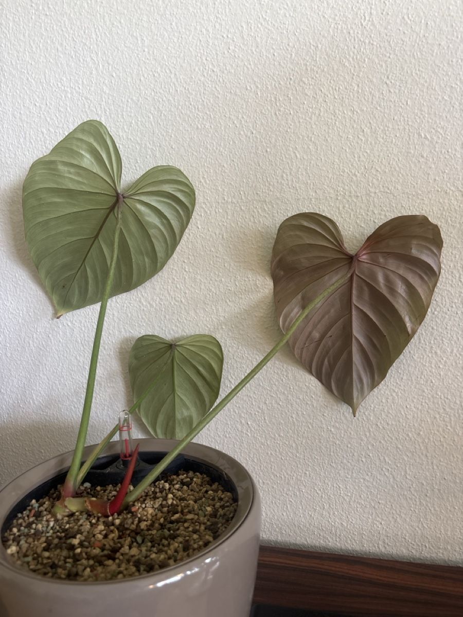 Piante & sementi: Philodendron Pink Glory – Usato da olten venduto da momo2417 2
