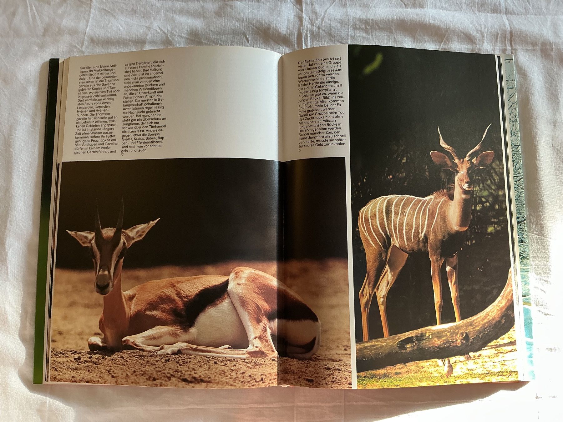 Bücher: Silva Buch Das grosse Buch vom Zoo – Gebraucht aus Niederhasli von ercp4 2
