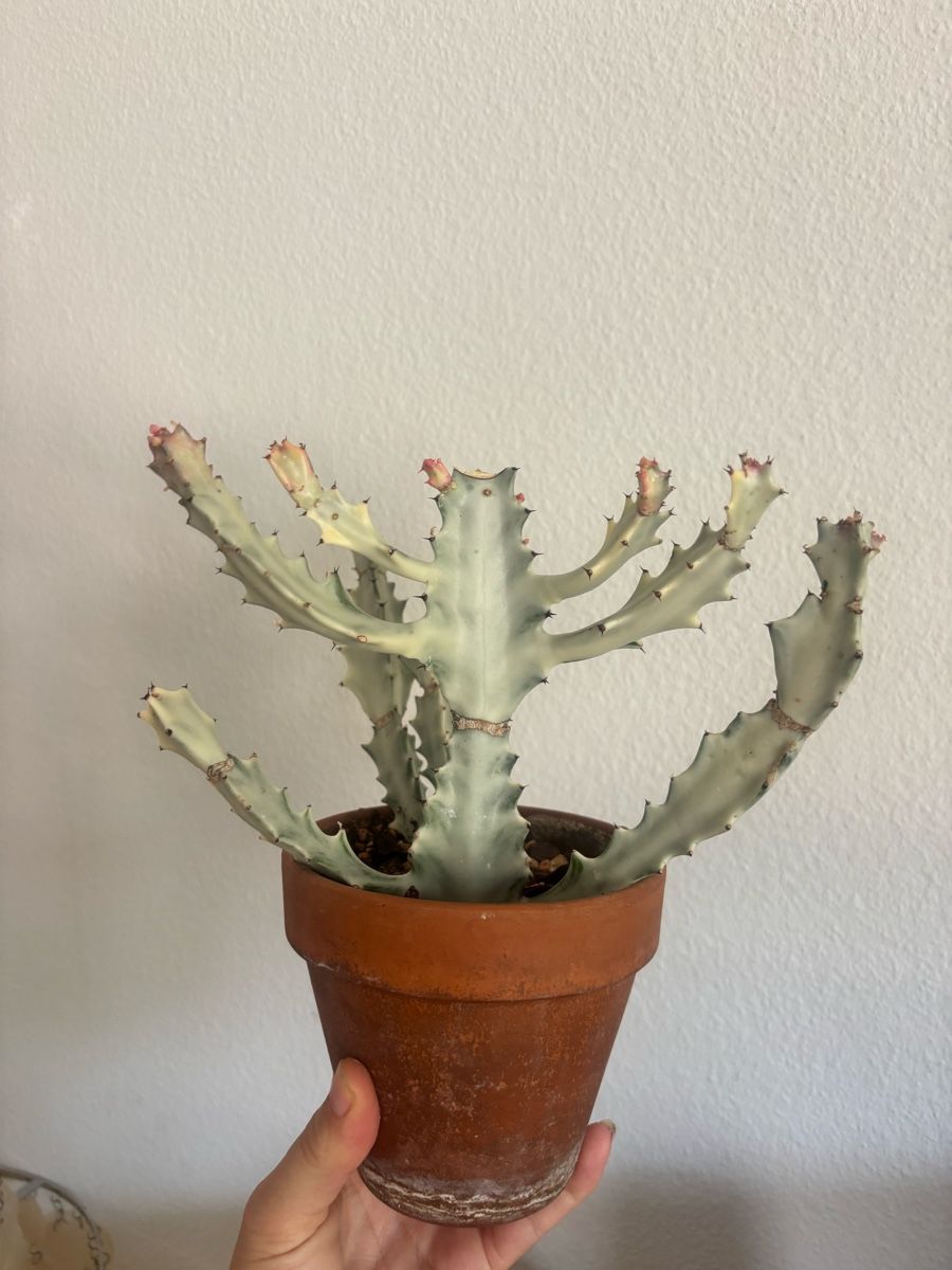 Piante & sementi: Euphorbia lactea white ghost ableger – Usato da olten venduto da momo2417