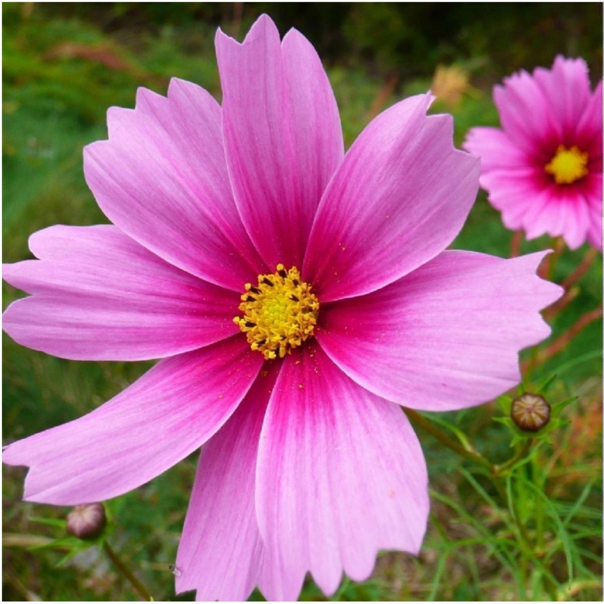 Piante & sementi: 100 Samen Cosmea GLORIA – Nuovo (secondo la descrizione) da Ehrendingen venduto da VerveinaSamen 2