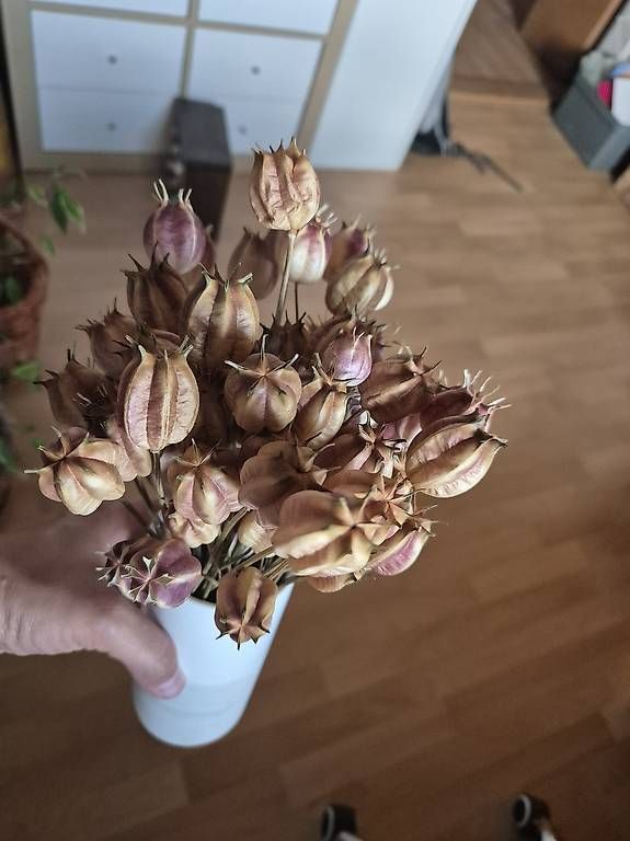 Tutte le decorazioni: Trockenblumen  – Usato da Illnau venduto da Meteno1990 2