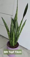 Bogenhanf (Sansevieria) mit seltener Blüte – Pflegeleicht &
