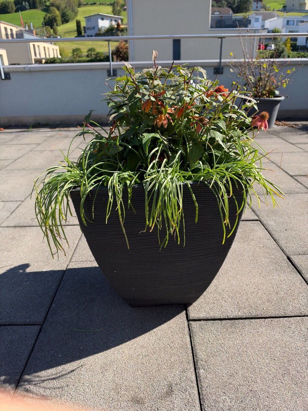 Piante & sementi: Roter Sonnenhut – Usato da Root venduto da calmchris 1