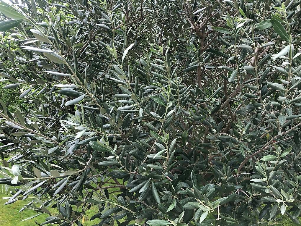 Piante & sementi: Olivenbaum in Kübel – Usato da Münsingen venduto da Moser99 2
