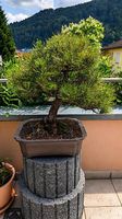 Alter Bergkiefer-Bonsai (Pinus mugo)  ca. 65-70 Jahre alt