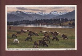 MONTANA-VERMALA - Lac Moubra - Vaches