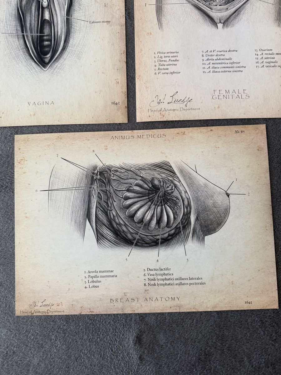 Dipinti: Anatomische ArtPrinte Gemälde Gynäkologie – Usato da St. Gallen venduto da Blackmoon_Flohmarkt 3