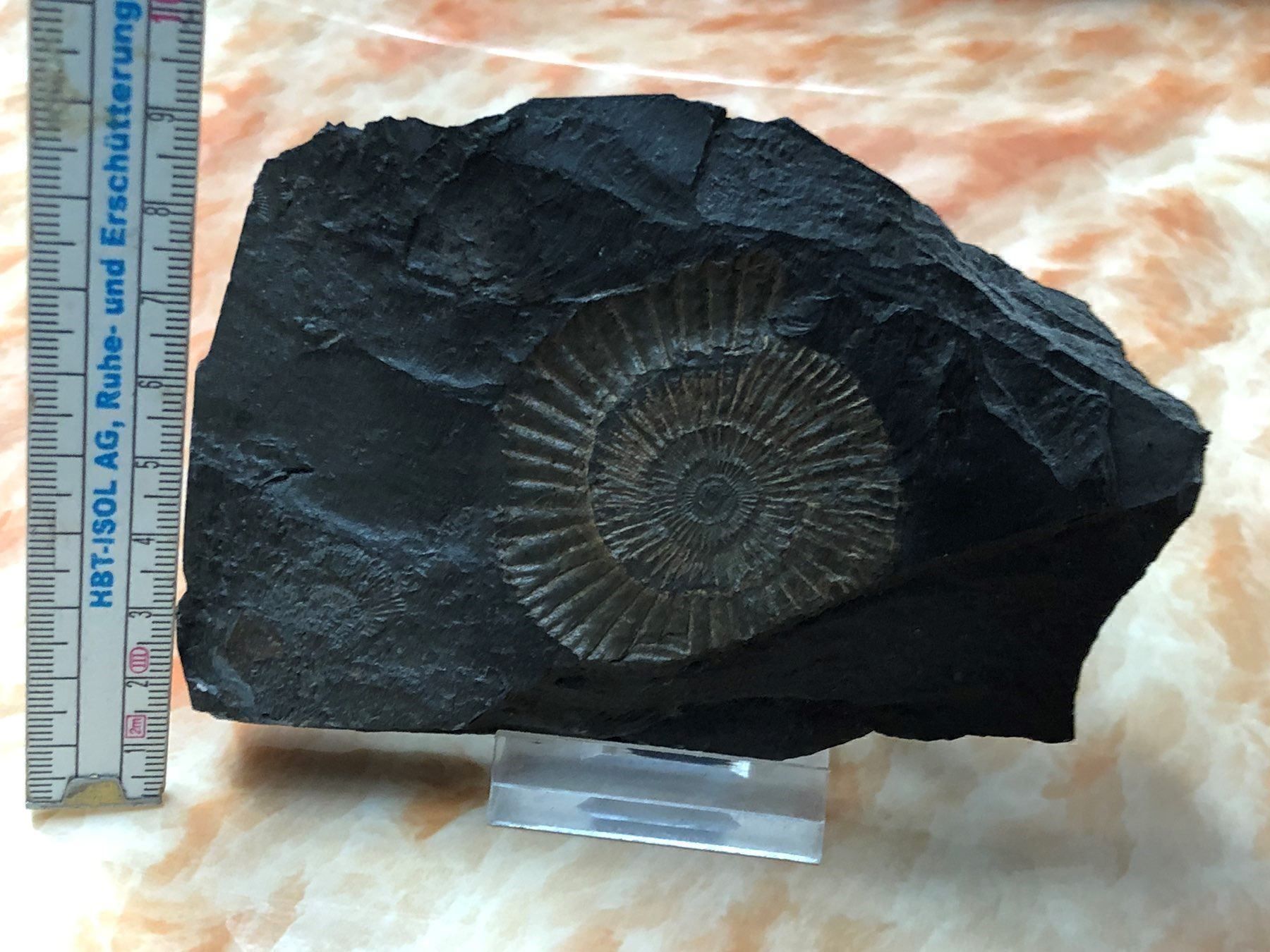 Fossilien: Negativ-Abdruck eines Amoniten – Gebraucht aus Aarau von chuckschweiz 2