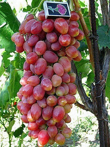 Piante & sementi: Vigne Raisin de collection ANGELICA plan – Nuovo (secondo la descrizione) da Bremblens venduto da FIBONACCI369 2