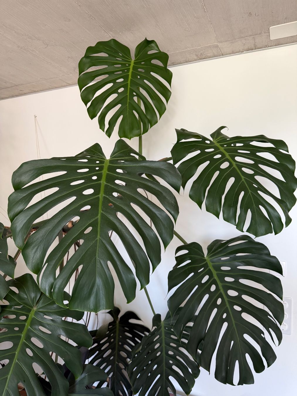 Piante & sementi: Monstera XXL – Usato da Zürich venduto da dudeli83 8