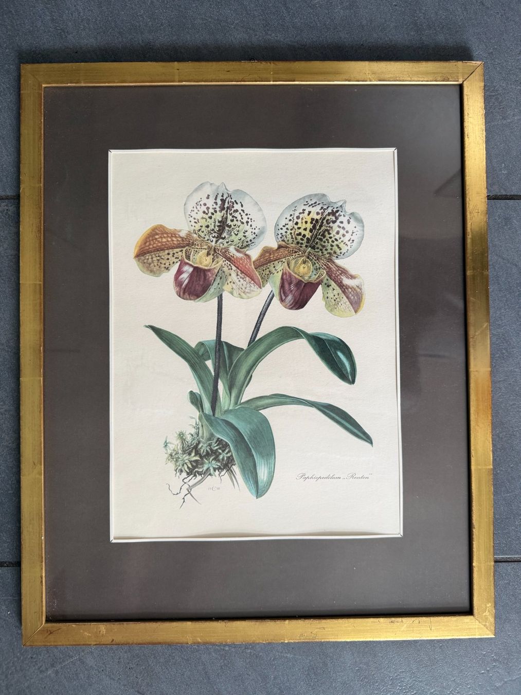 Foto & Immagini: Blumenbild  Kunstdruck  in Holzrahmen hinter Glas – Usato da Subingen venduto da ArtBead 3