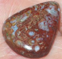 Cabochon L-3424 – Palmwurzel Achat 24x19mm