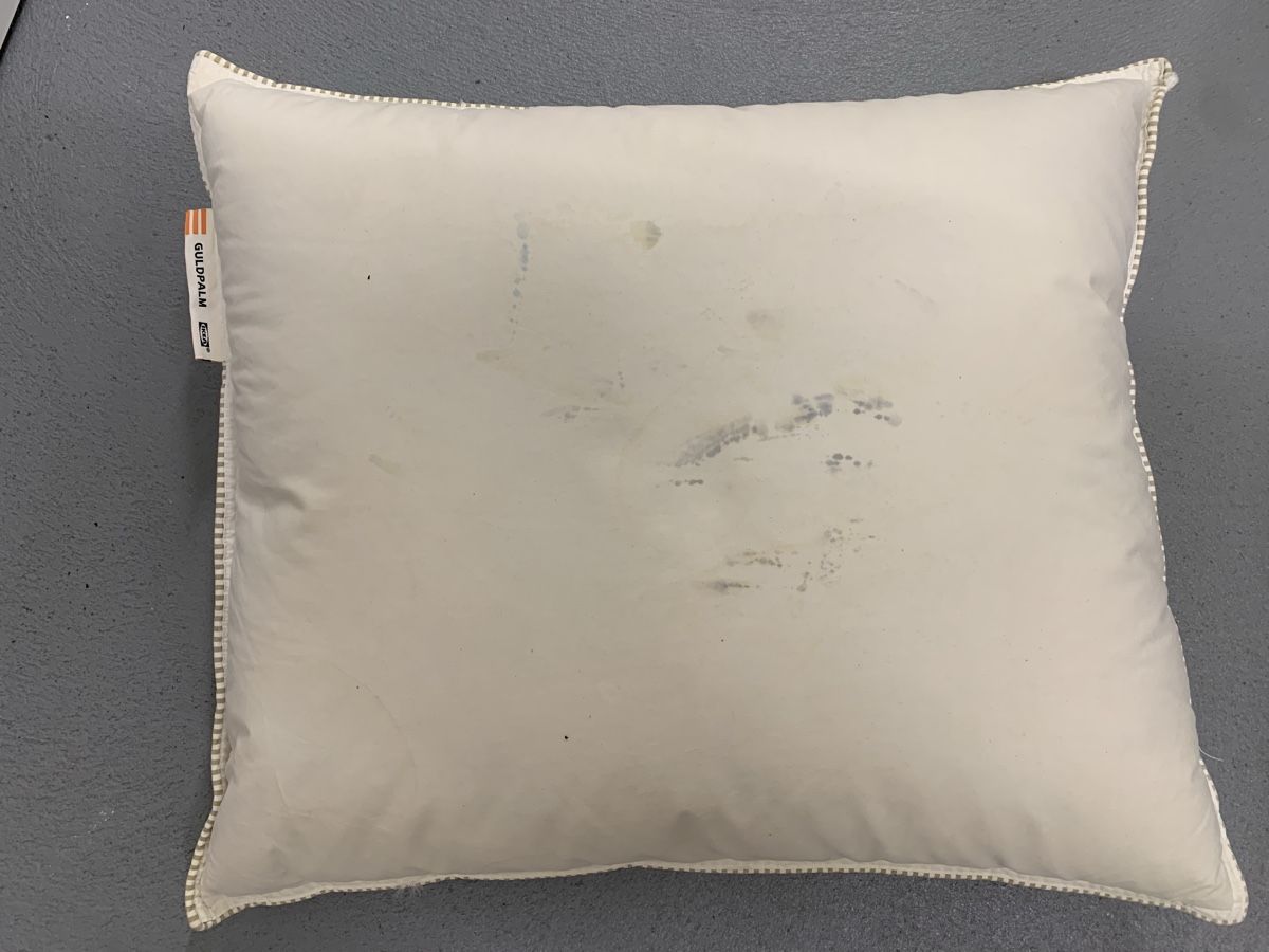 Kopfkissen Guldpalm IKEA 50x60cm (Gebraucht) in Mühlau für CHF 1 – mit Lieferung auf Ricardo kaufen