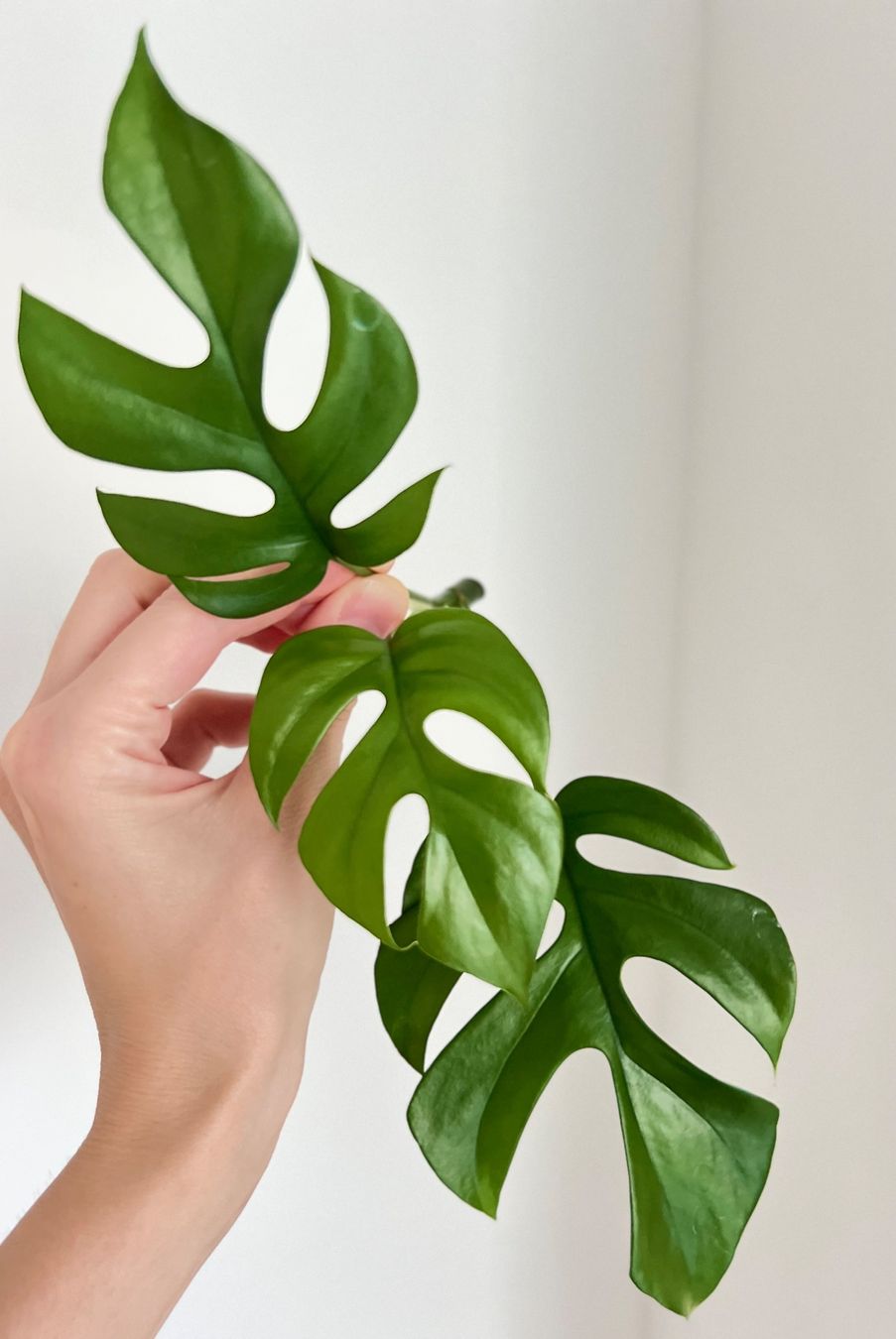 Pflanzen & Samen: Monstera minima Kopfsteckling😍 – Gebraucht aus Glattpark(Opfikon) von ste_n99y 1