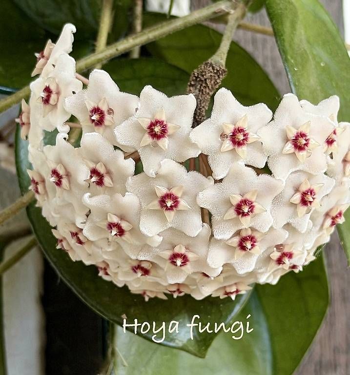 Piante & sementi: Hoya fungi – Nuovo e nell'imballaggio originale da Schönholzerswilen venduto da Leavylounge 2