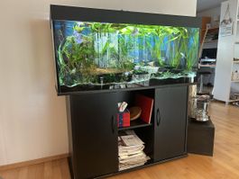 Juwel 240 Aquarium komplett
