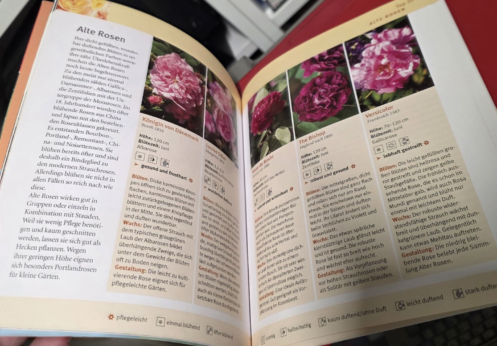 Bücher: Rosen - schnell & einfach - GU (BUCH) – Gebraucht aus Reinach BL von _MasterK_ 3