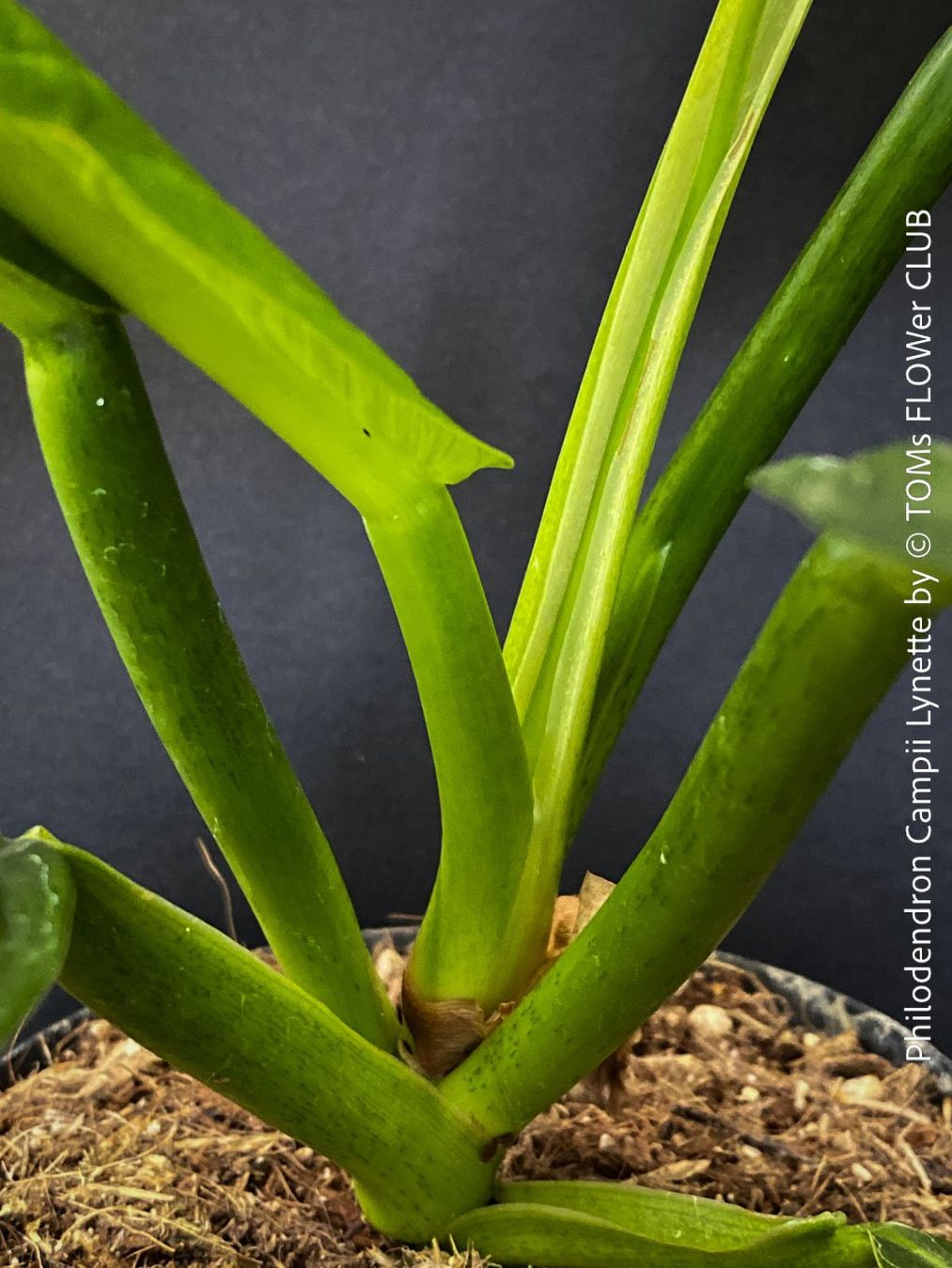 Piante & sementi: Philodendron Campii Lynette - was für ein Blattmuster – Nuovo e nell'imballaggio originale da Adliswil venduto da MarkyForest 5