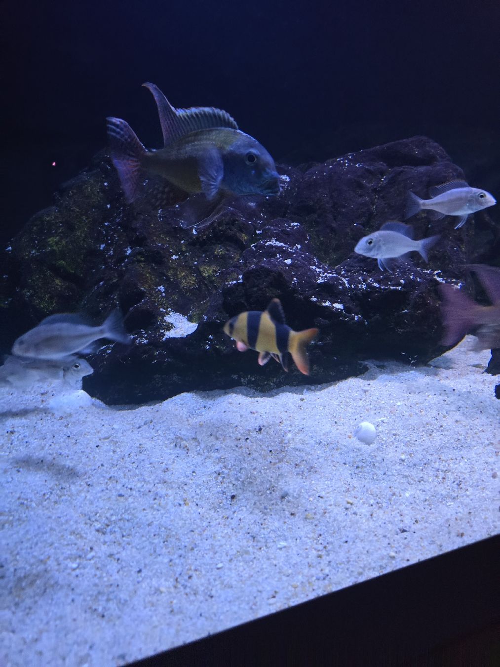 Acquari: Aquarium 1000 Liter – Usato da Suhr venduto da ronny019 5