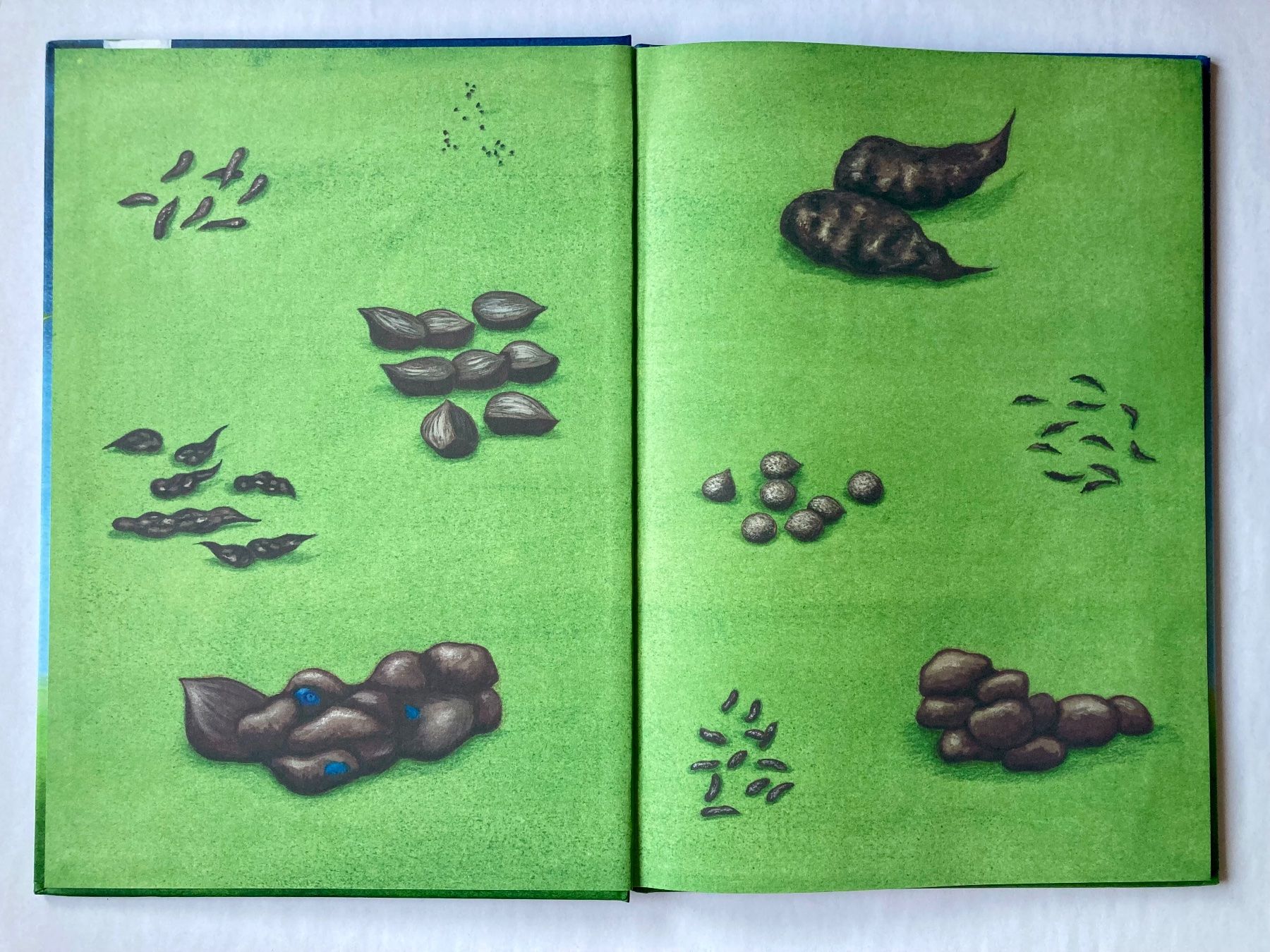 Livres: Bilderbuch: König Elch – Neuf (Voir description) à Bubendorf par Alpenheidi 2