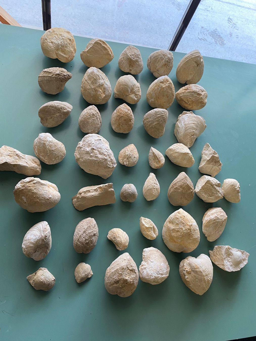 Fossili: Versteinerte Muscheln – Usato da Liestal venduto da Stephanoceras1
