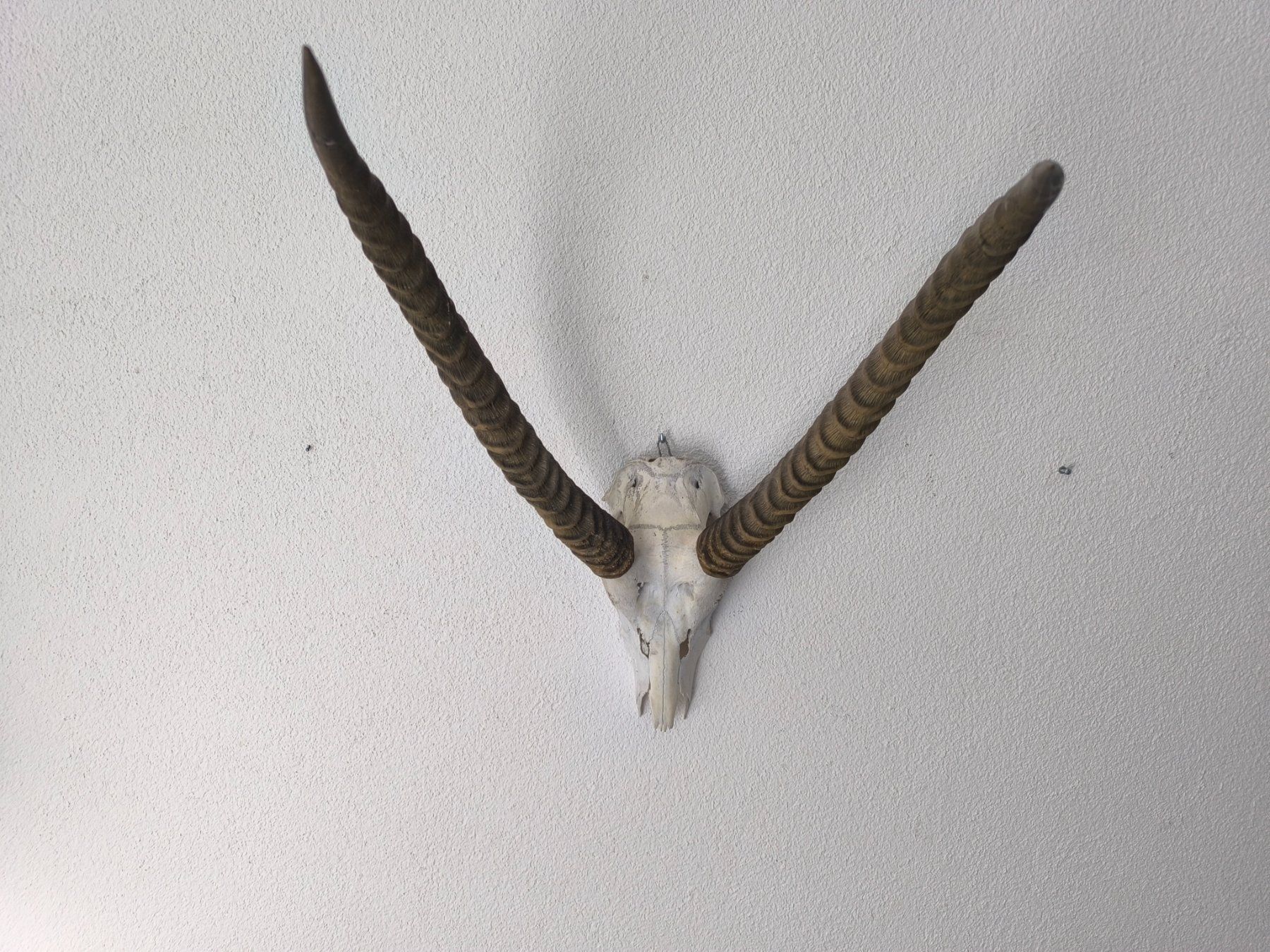 Altre raccolte & rarità: Trophäe Afrikanische Springbock - Antilope – Usato da Rüti ZH venduto da Restwert_Rueti_ZH 1