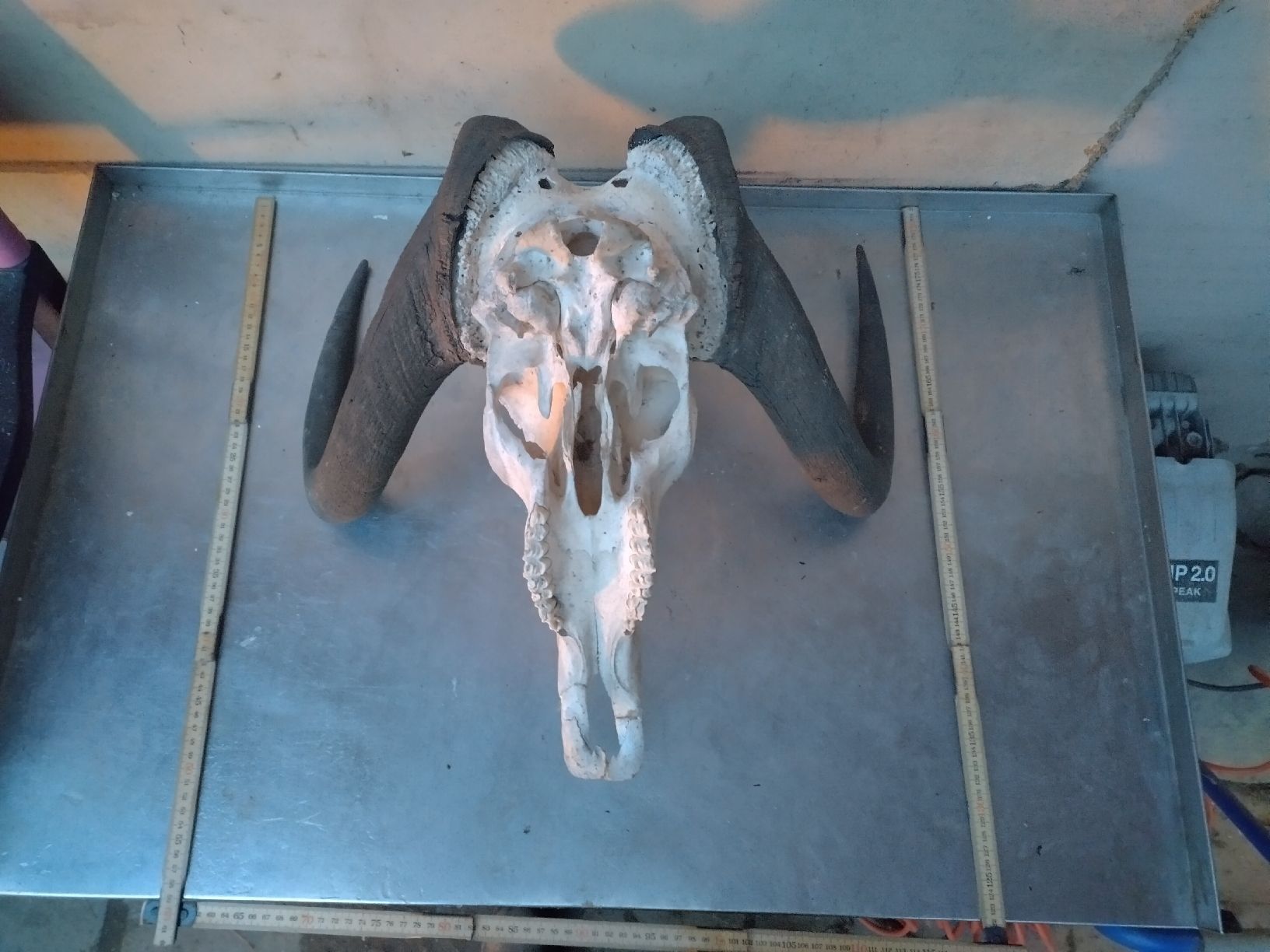 Il mondo degli animali: Weissschwanzgnu Schädel, echte Tierknochen, Wanddeko Jagdzim – Usato da Wettingen venduto da Bwalti 1