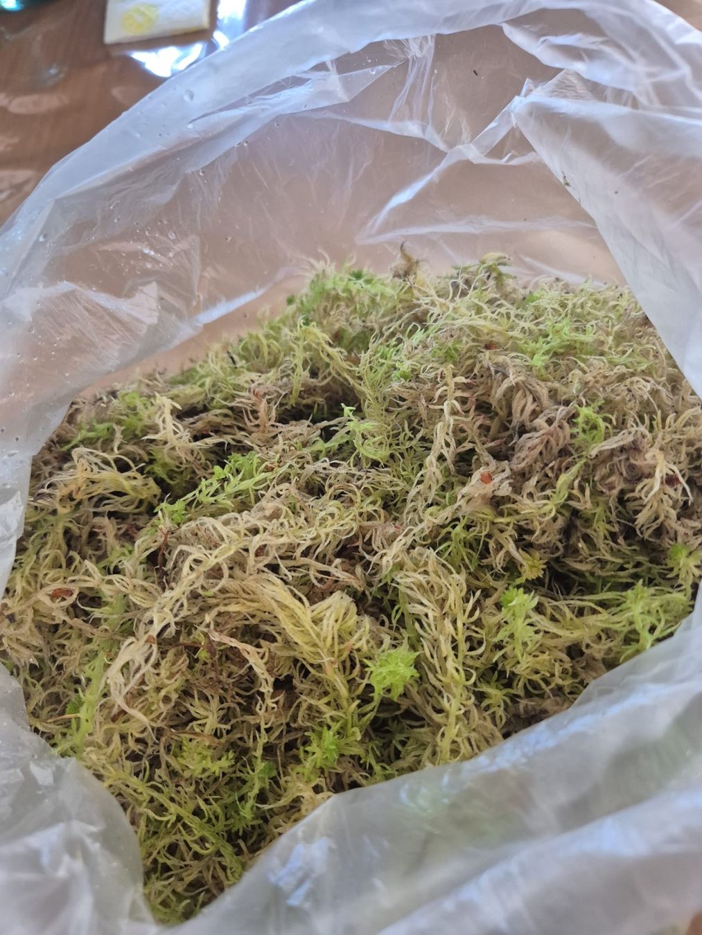 Piante & sementi: Moos Sphagnum 1 liter – Nuovo (secondo la descrizione) da Zug venduto da sir_pk 1
