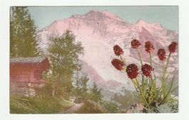 Postkarte Gruss aus Grindelwald Männertreu Berner Alpen 1911