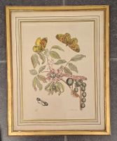 Merian M.S., Kupferdruck, Schmetterlinge, Pflanze, Raupe