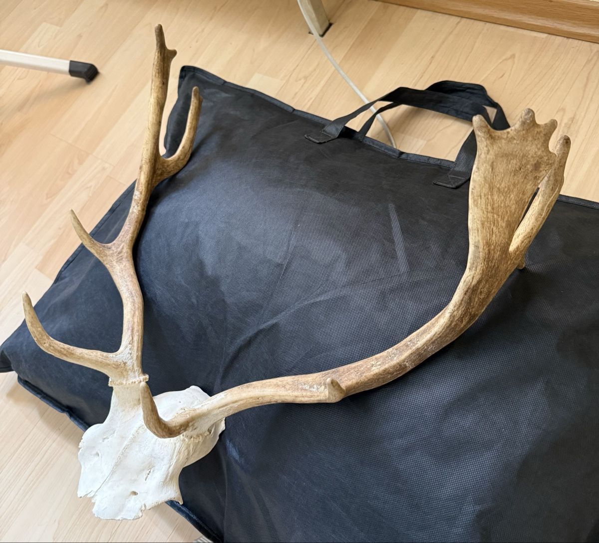 Welt der Tiere: Geweih – Gebraucht aus Basel von balenadelfino 8